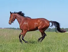 马斯克再次发推，XRP瞬间上走高498%！